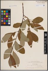 Foto von Salix caprea L.